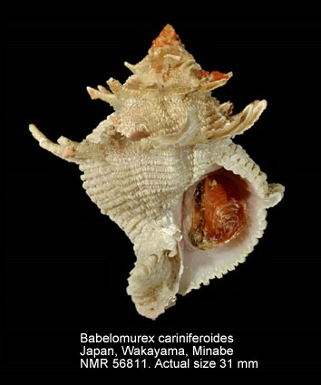 Babelomurex cariniferoides.jpg - Babelomurex cariniferoides(Shikama,1966)